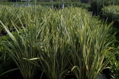 Phormium 